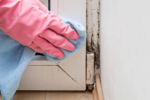 Best Mold Cleaning Services  in Forsyth, IL